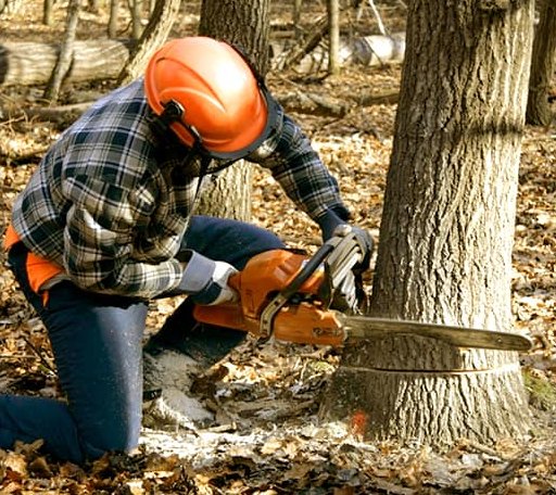 Tree Removal in Hanover, VA